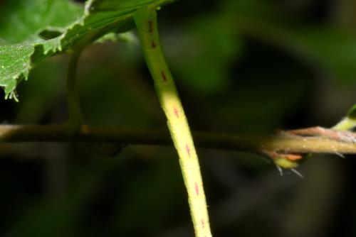 Chloroclysta siterata